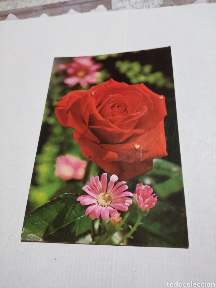 Postales: Postal flor Rosa - Foto 1