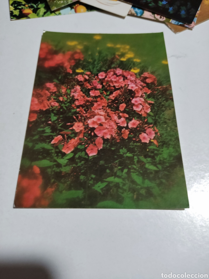 Postales: Postal flores - Foto 1