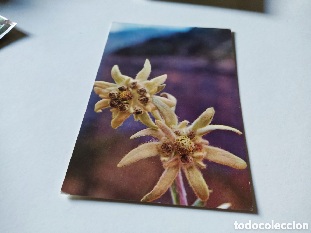 Postales: Postal flor de nieve - Foto 1