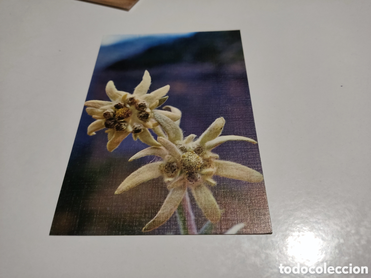 Postales: Postal flor de nieve - Foto 1