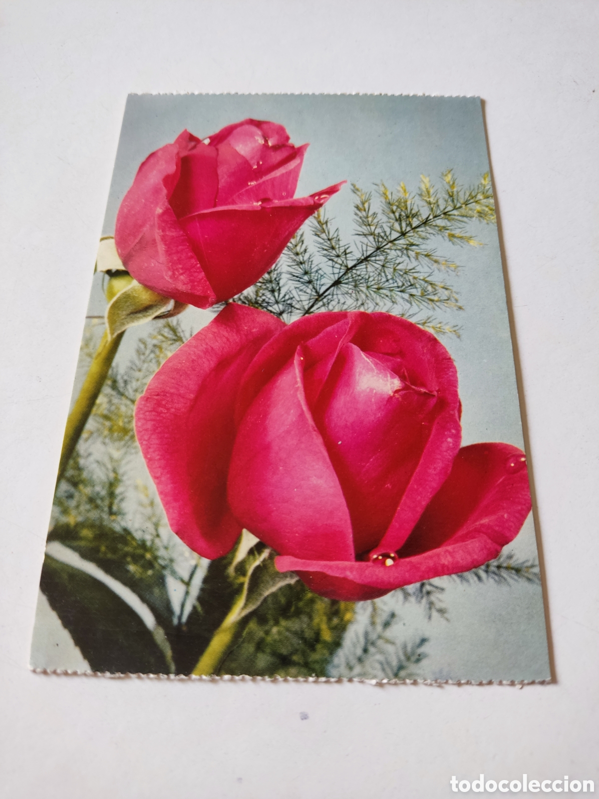 Postales: Postal flores rosa de Francia - Foto 1