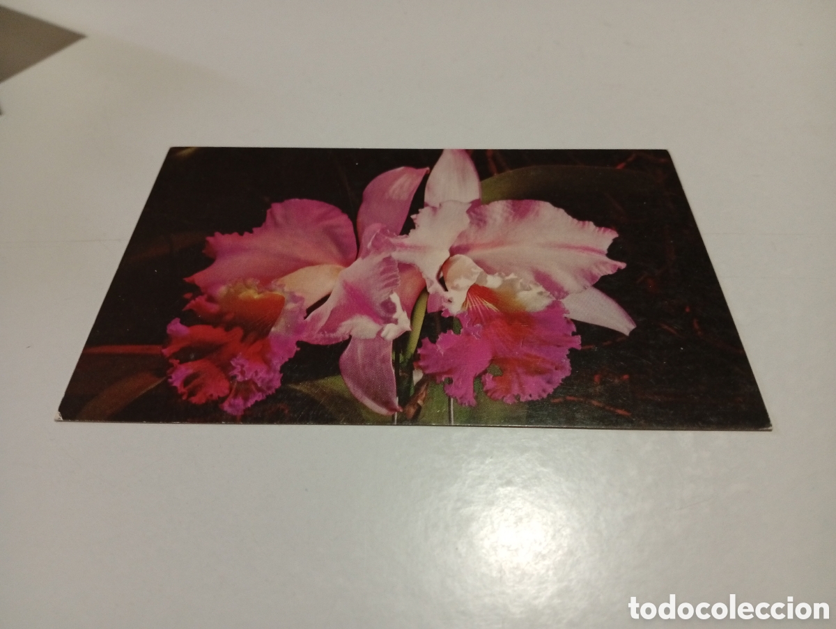 Postales: Postal orqu&iacute;deas venezolanas - Foto 1