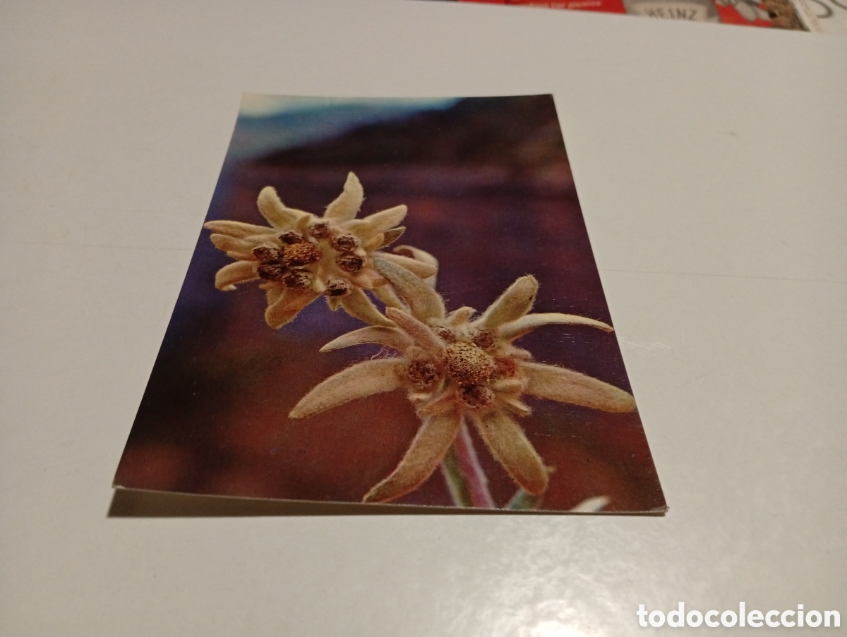 Postales: Postal flor de nieve...... - Foto 1