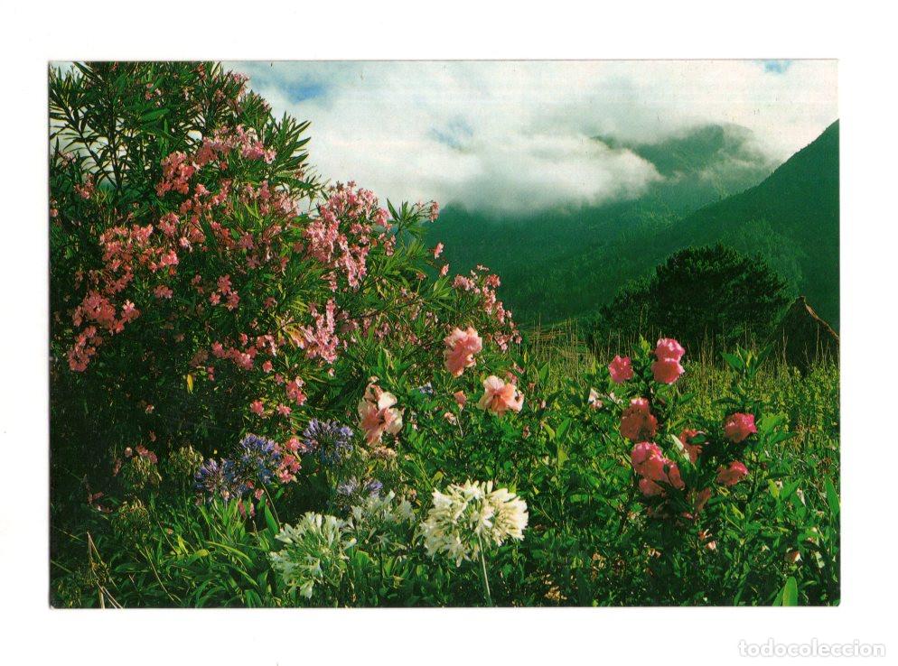 Postales: JARDIN BOT&Aacute;NICO.(MADEIRA).- JARDIN TROPICAL.