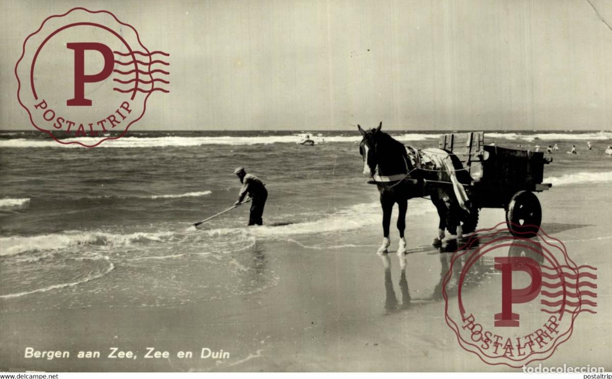 Postales: RPPC Bergen aan Zee, Zee en Duin SCHELPENVISSCHER VISSERS FISHING PECHE PECHEUR