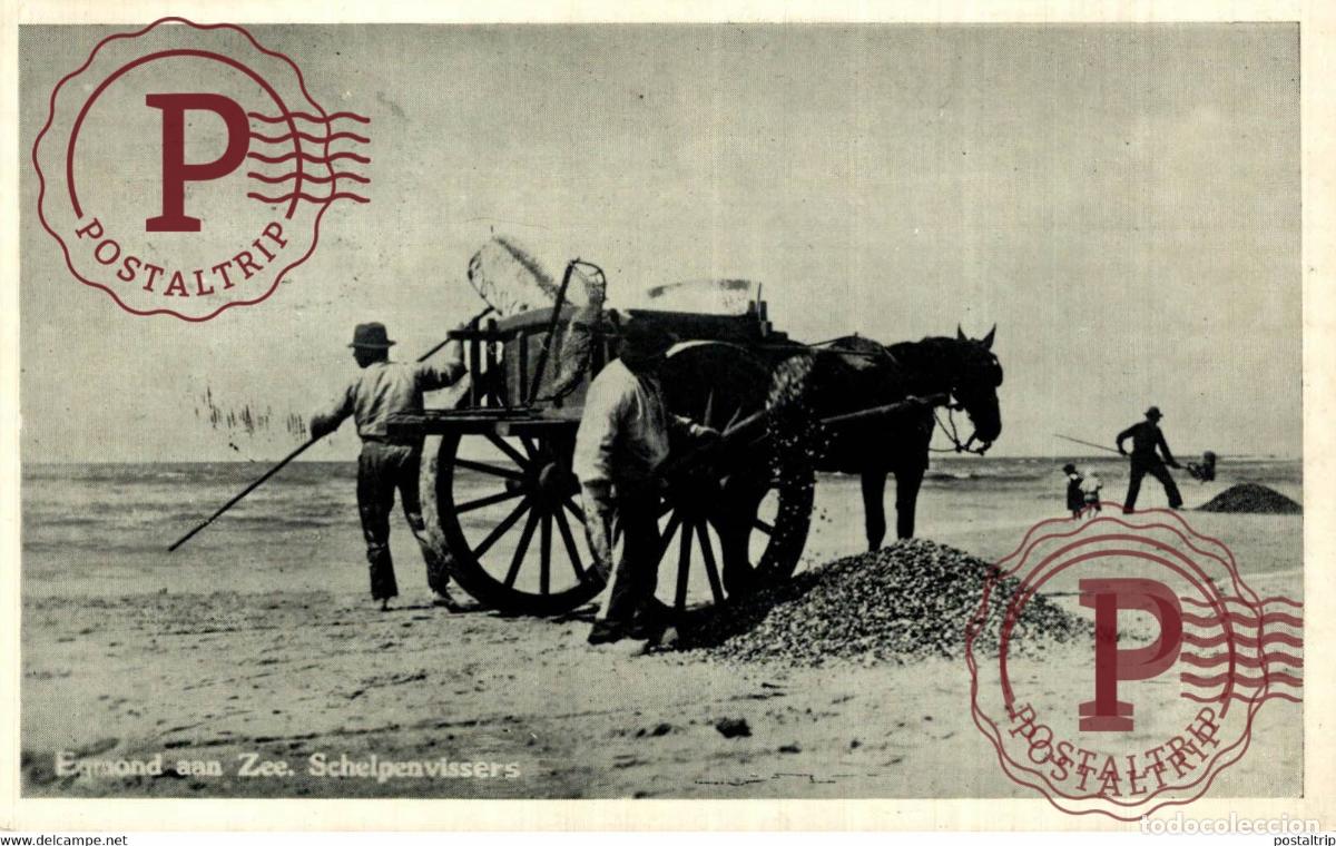 Postales: Fischerei Muscheln Egmond aam Zee Schelpenvissers Pferdewagen SCHELPENVISSCHER VISSERS FISHING PECHE