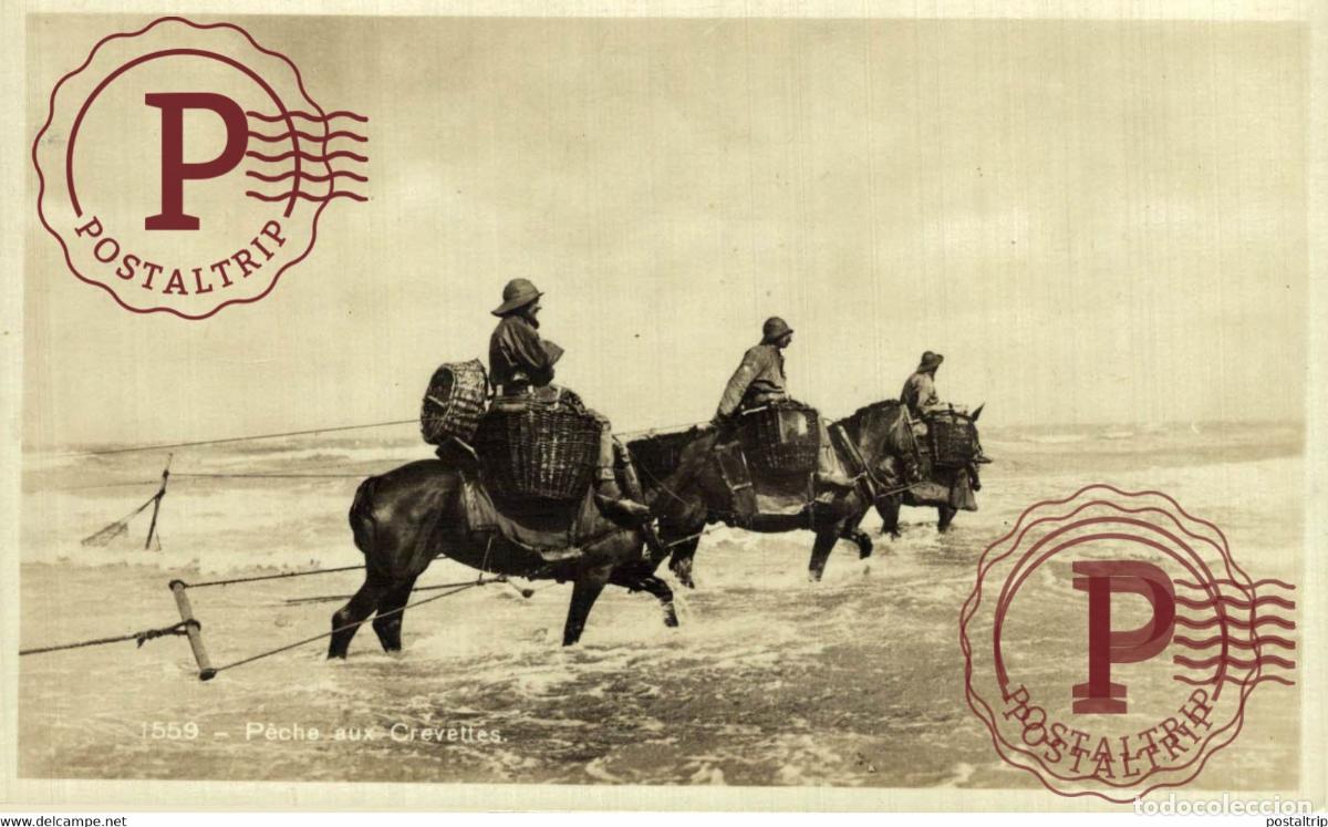 Postkarten: RPPC PECHE AUX CREVETTES KNOCKE ZOUTE VISSERS FISHING PECHE PECHEUR