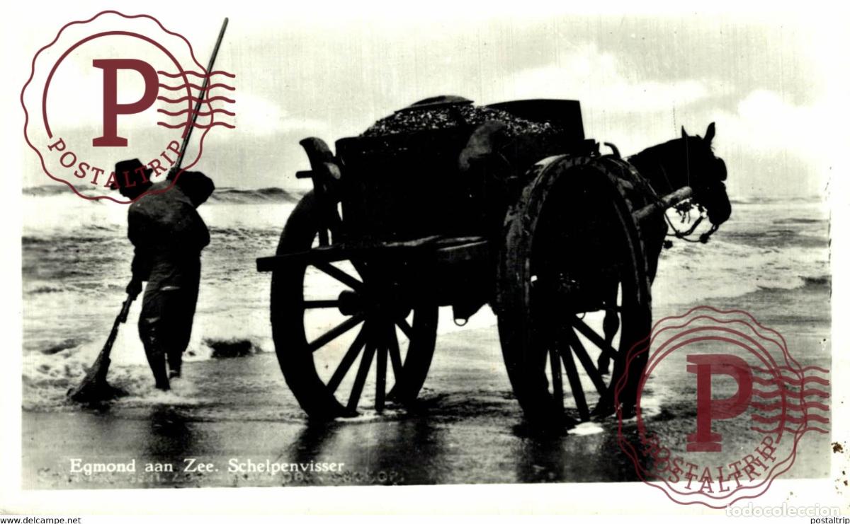 Postkarten: RPPC EGMOND AAN ZEE SCHELPENVISSER SCHELPENVISSCHERS VISSERS FISHING PECHE PECHEUR