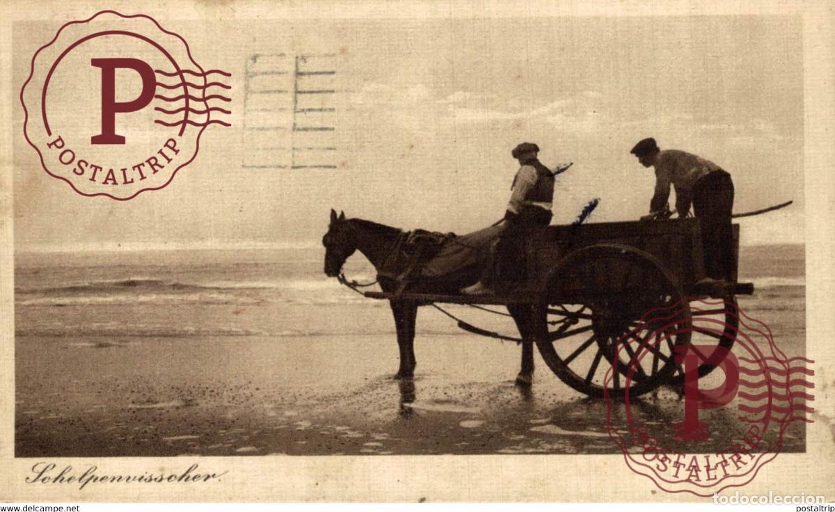 Postkarten: SCHELPENVISSER SCHELPENVISSCHERS VISSERS FISHING PECHE PECHEUR