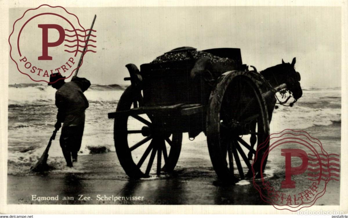 Postkarten: EGMOND AAN ZEE SCHELPENVISSCHER SCHELPENVISSER SCHELPENVISSCHERS VISSERS FISHING PECHE PECHEUR