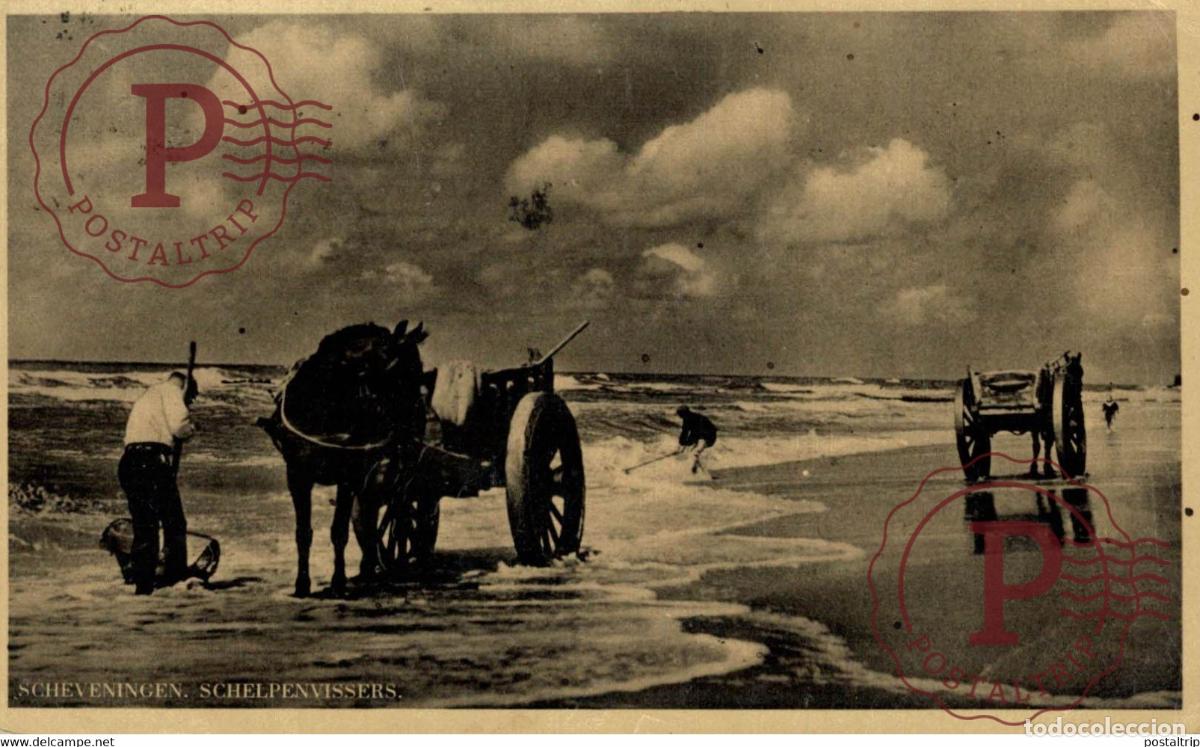 Postkarten: SCHEVENINGEN SCHELPENVISSERS SCHELPENVISSER SCHELPENVISSCHERS VISSERS FISHING PECHE PECHEUR