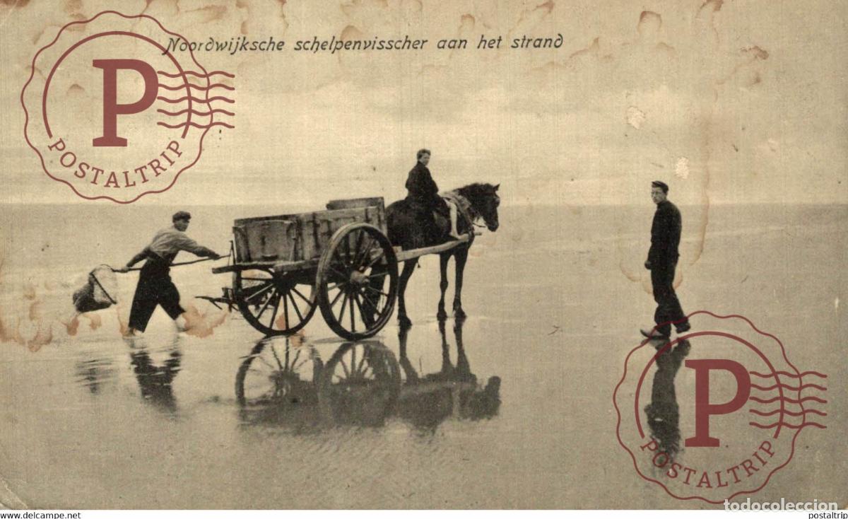 Postkarten: NOORDWIJK AAN HET STRAND SCHELPENVISSER SCHELPENVISSCHERS VISSERS FISHING PECHE PECHEUR