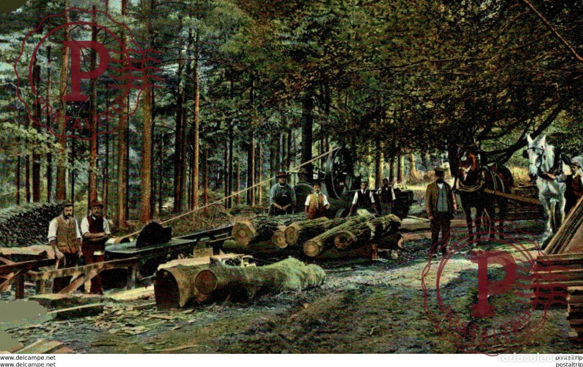 Cartoline: WOOD SAWING . TILGATE FOREST