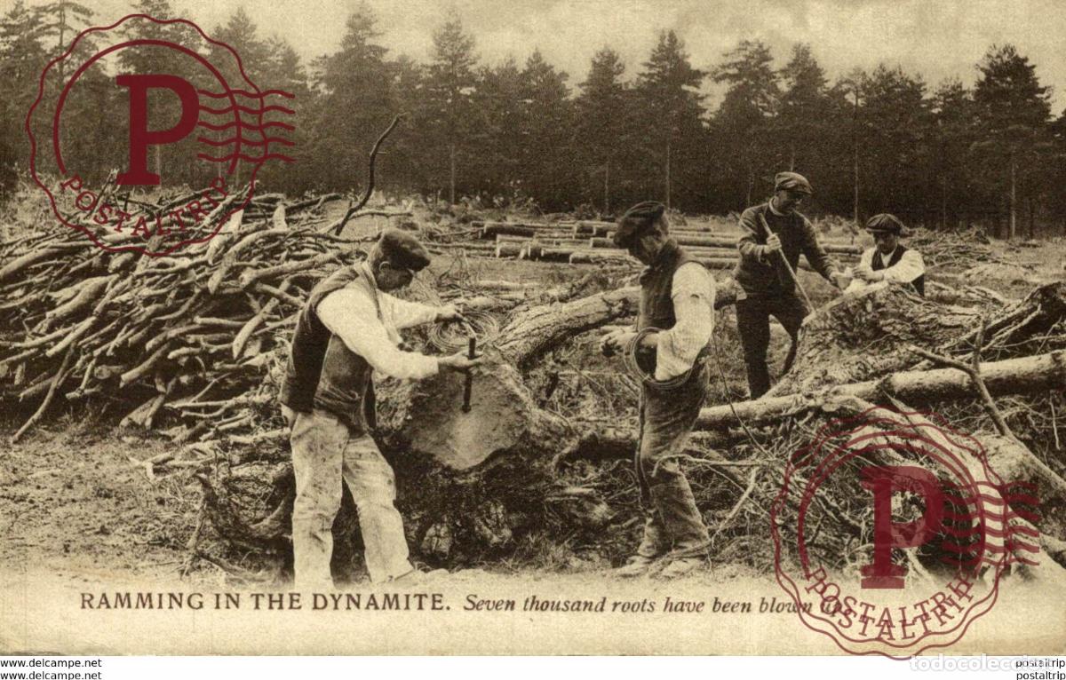 Cartoline: RAMMING IN THE DYNAMITE. SEVEN THOUSAND ROOTS HAVE BEEN BLOWN UP LE&Ntilde;ADORES