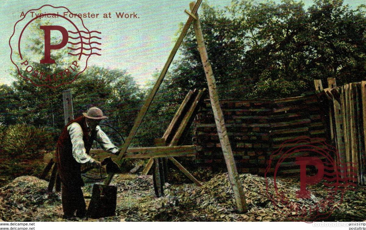 Cartoline: A TYPICAL FORESTER AT WORK. GUARDABOSQUE