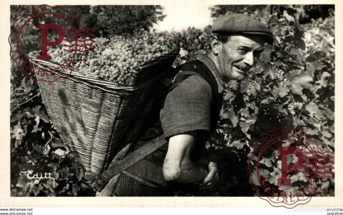 Cartoline: VENDIMIADOR GRAPES COLLECTOR