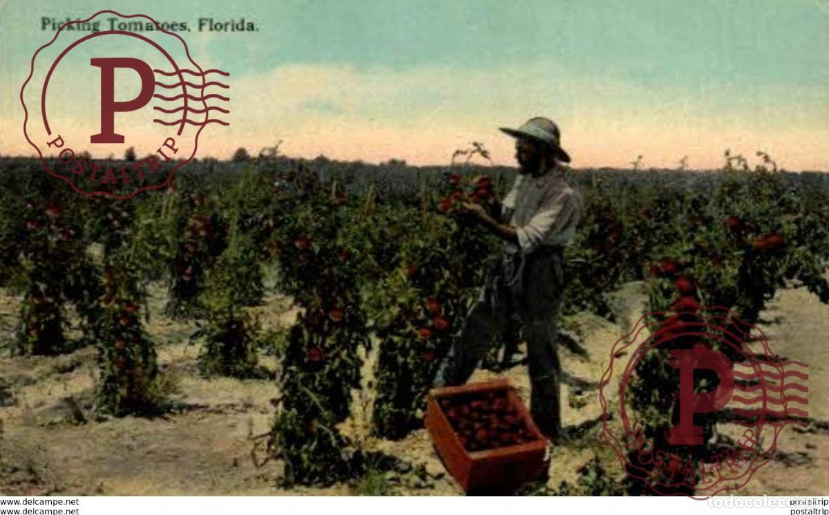 Postais: PICKING TOMATOES, FLORIDA
