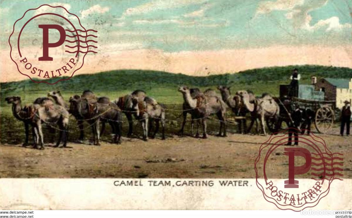 Postais: CAMEL TEAM. CARTING WATER