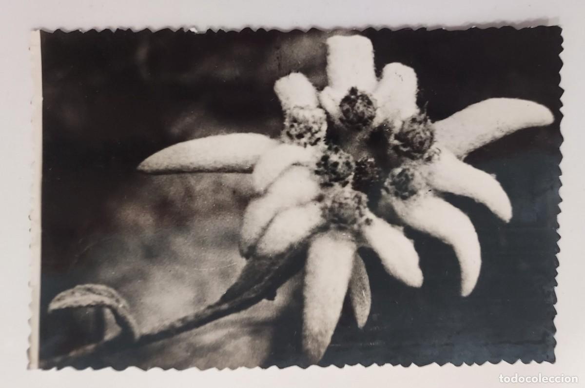 Postales: POSTAL FOTOGRAFICA FLOR DE NIEVE EDELWEISS. ESCRITA JACA 1956. SICILIA 8