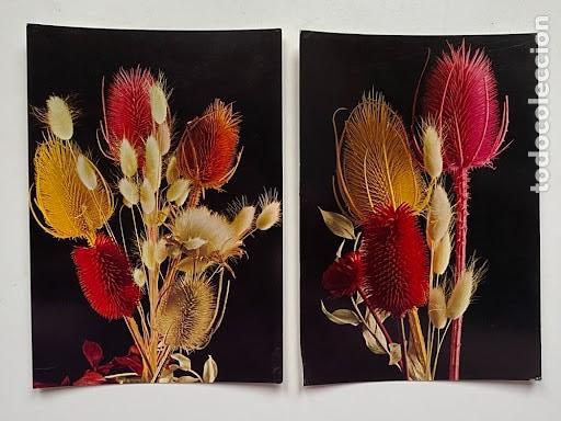 Postais: Lote 2 Postales Flores Secas y Cardos - Fondo Negro - CYZ Barcelona - A&ntilde;os 70 / 80 - No Circuladas