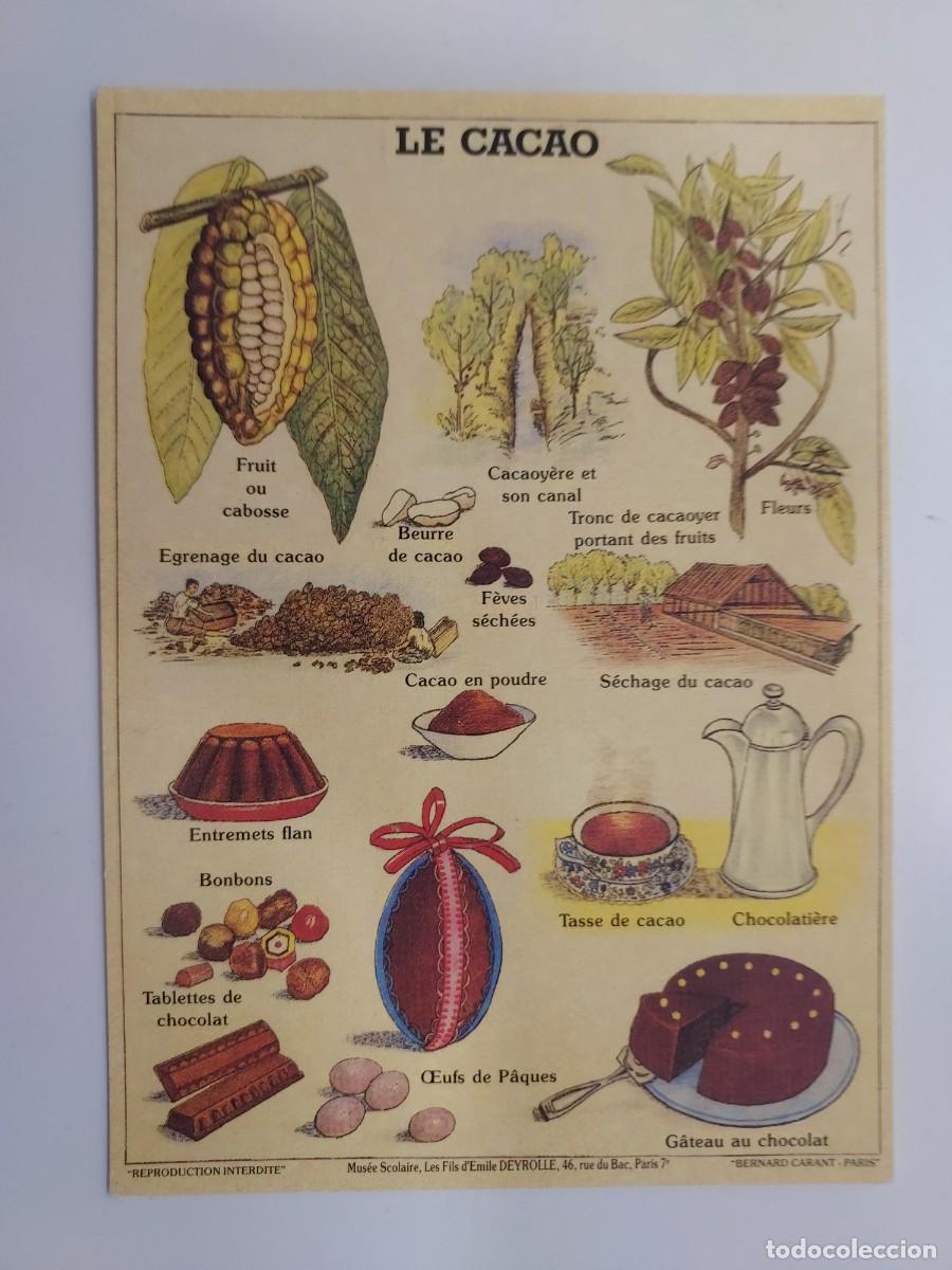 Postales: POSTAL LAMINA EDUCATIVA. LE CACAO. Mus&eacute;e Scolaire, Les Fils d'&Eacute;mile Deyrolle de Par&iacute;s. S/C