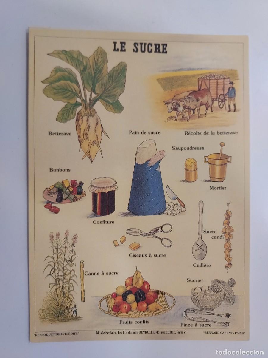 Postales: POSTAL LAMINA EDUCATIVA. LE SUCRE. Mus&eacute;e Scolaire, Les Fils d'&Eacute;mile Deyrolle de Par&iacute;s. S/C. Az&uacute;car
