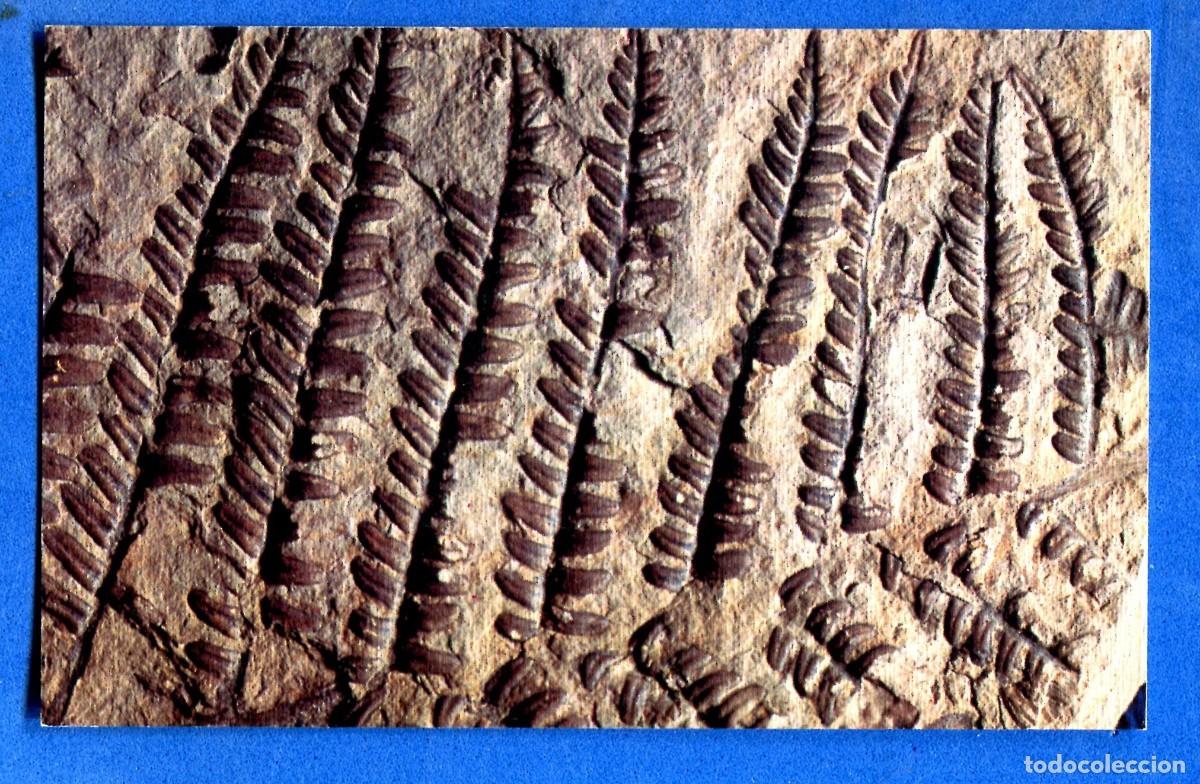 Postales: POSTAL SIN CIRCULAR INSTITUTO GEOLOGICO Y MINERO DE ESPA&Ntilde;A MUSEO MADRID EDITA ADOSA