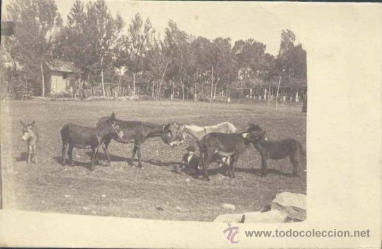 Postales: ZAGAL CUIDANDO BURROS - Foto 1