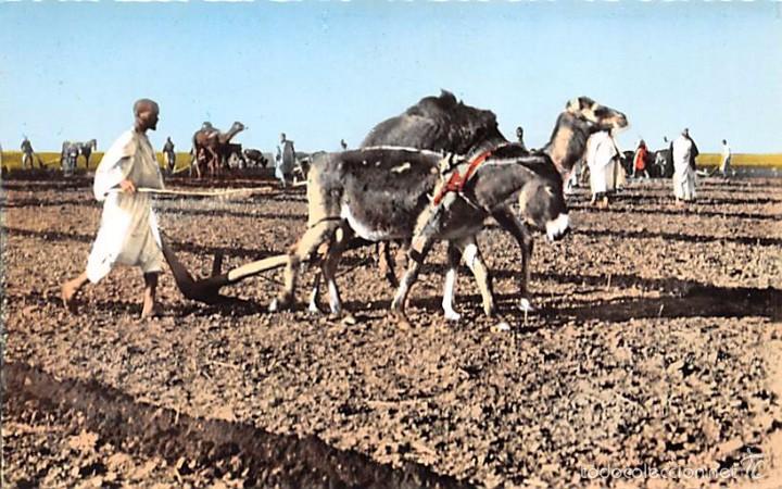 Postales: SCENES ET TYPES.- LE LABOUREUR - Foto 1