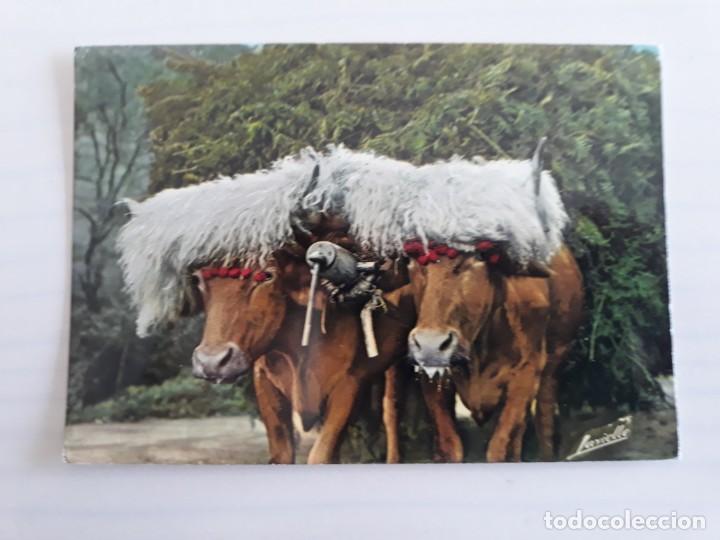 Postales: Bueyes tipo vasco - Foto 1