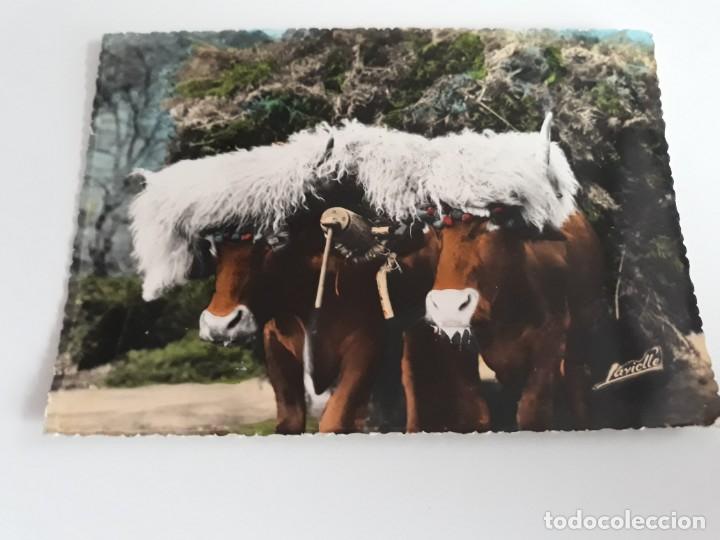 Postales: Pa&iacute;s Vasco bueyes - Foto 1
