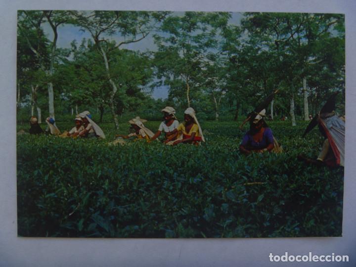 Postales: POSTAL DE LA INDIA : RECOLECCION DEL TE - Foto 1