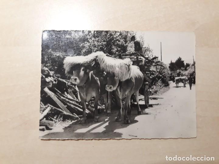 Postales: Bueyes carreta - Foto 1