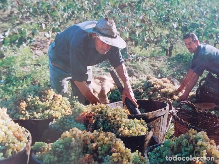 Postales: La verema.La vendimia. - Foto 2