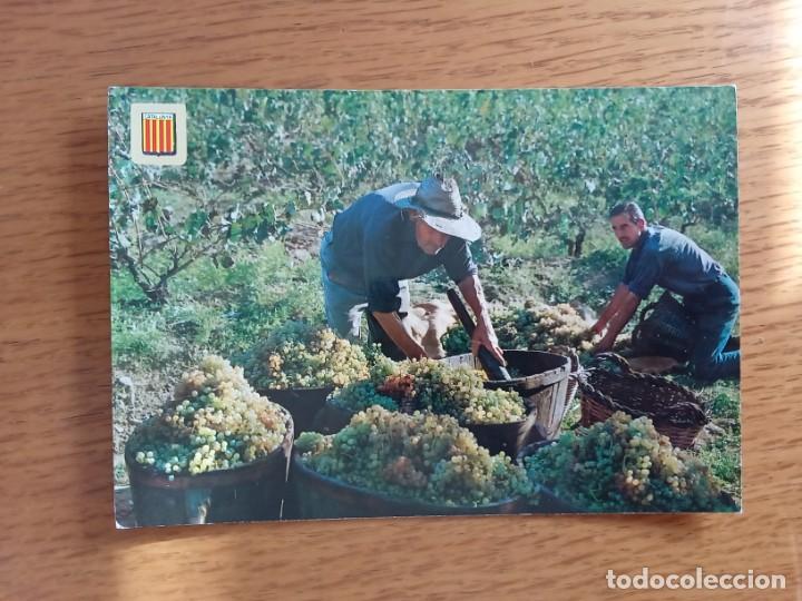 Postales: La verema.La vendimia. - Foto 1