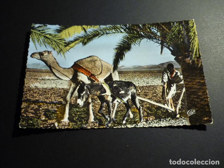 Postales: LABRADOR ARANDO CON CAMELLO Y BURRO - Foto 1