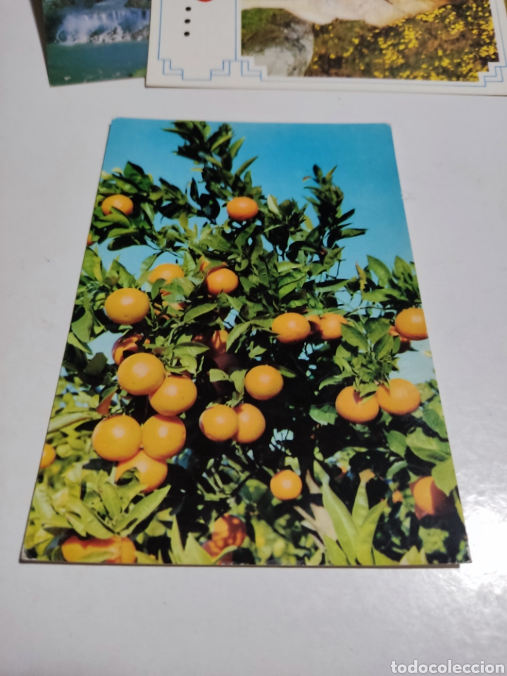 Postales: Postal naranjas - Foto 1