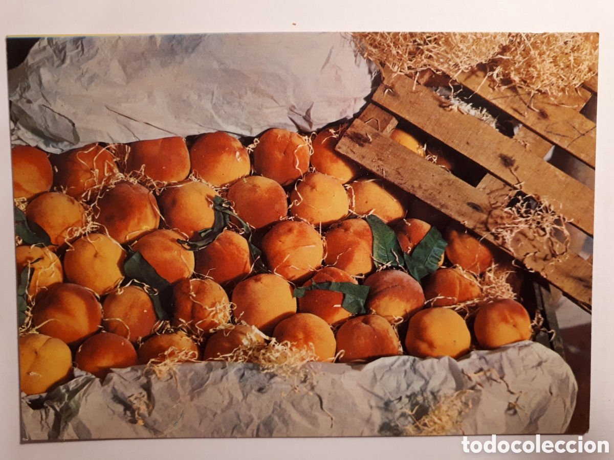 Postales: MELOCOTONES POSTAL A&Ntilde;OS 60 - Foto 1