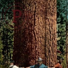 Postales: GIANT PINE TREE 29 FEET CIRCUMFERENCE