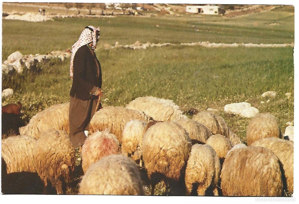 Postales: BETHLEHEM, SHEPHERD IN FIELD - Foto 1