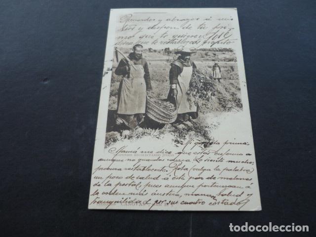 Postales: TRAPENSES RECOLECTANDO JUDIAS POSTAL - Foto 1