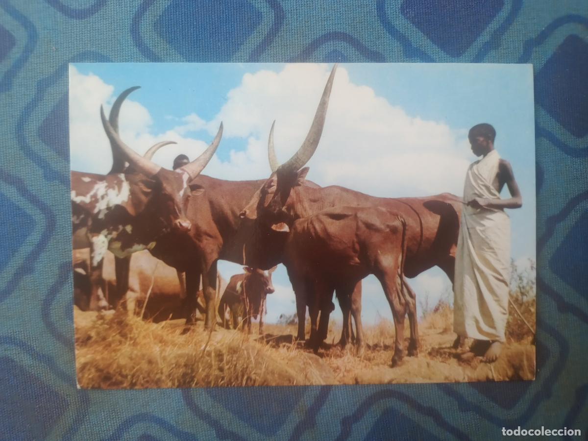 Postales: Tipos de Rwanda. Sin escribir - Foto 1