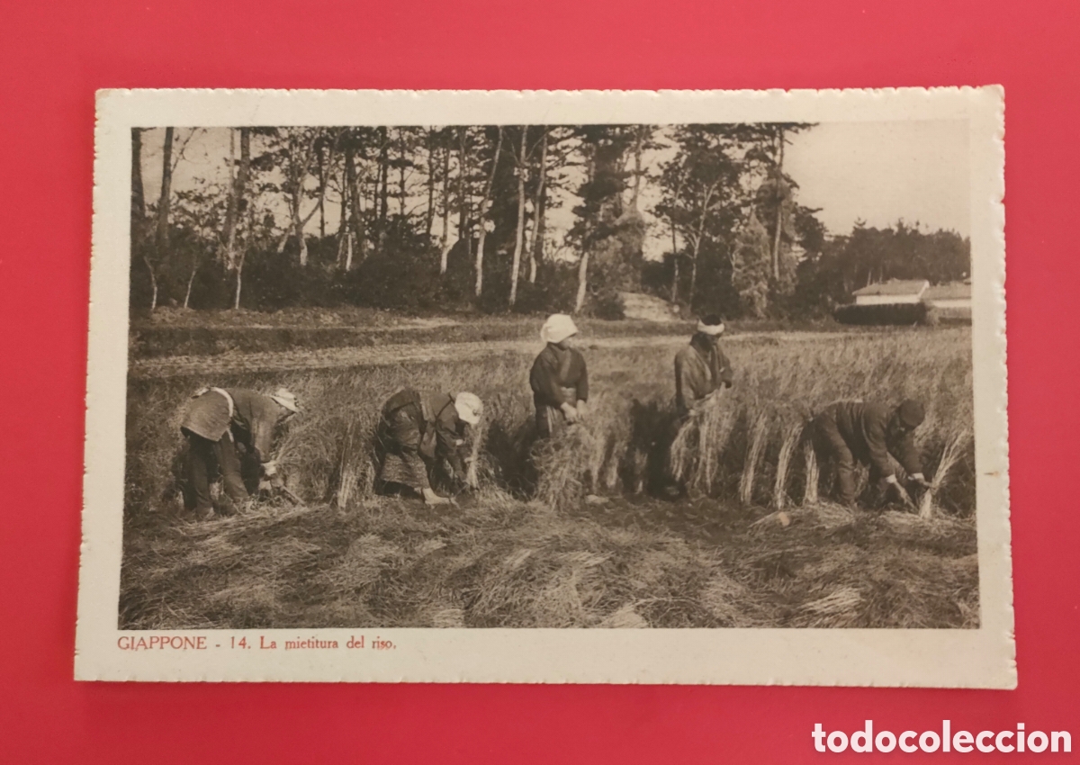 Postales: JAP&Oacute;N La cosecha del arroz. - Foto 1