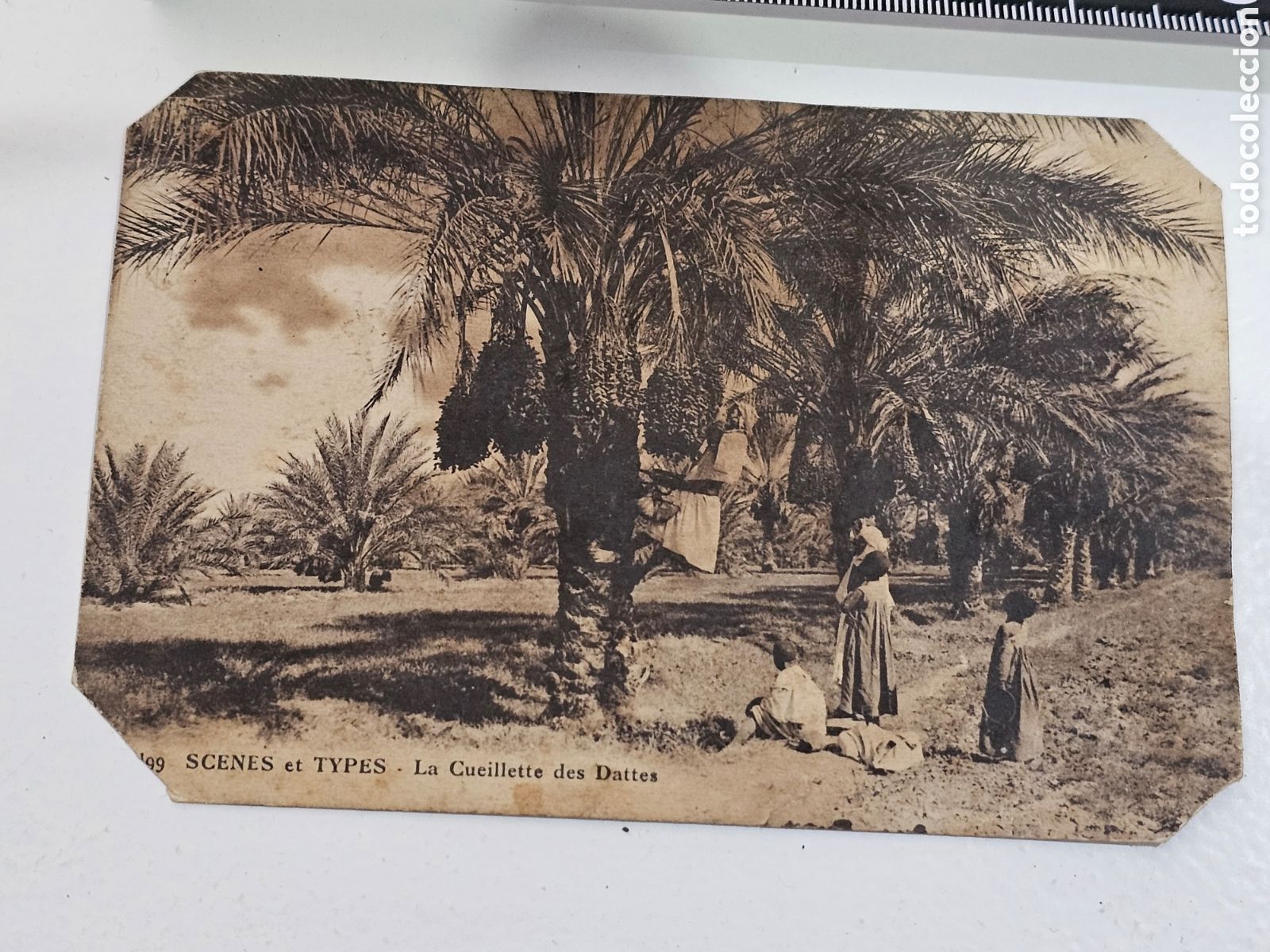 Postales: ​Postal Antigua &rdquo;Sc&egrave;nes et Types&rdquo; - La Cueillette des Dattes (La Cosecha de D&aacute;tiles)