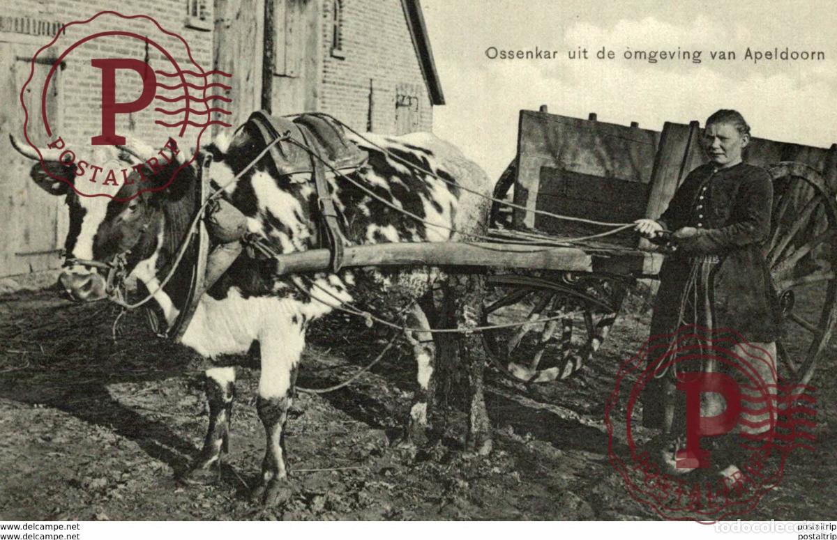 Postales: OSSENKAR APELDOORN UIT DE OMGEVING VAN ......