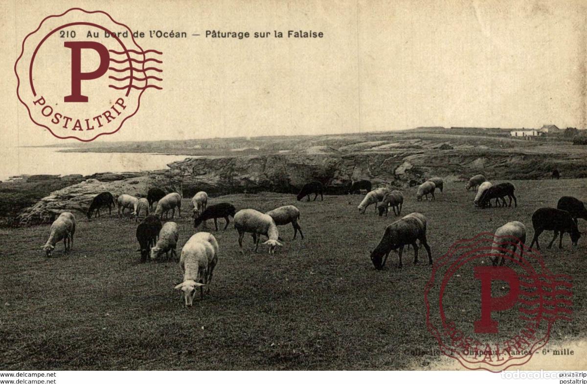Postkarten: AU BORD DE LOCEAN - P&Acirc;TURAGE SUR LA FALAISE types Typen Bretagne Gro&szlig;britannien Brittany
