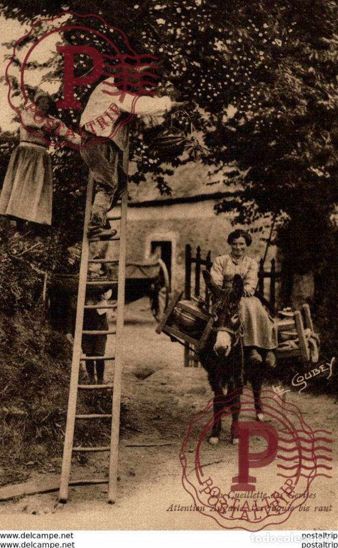 Cartoline: FRANCIA FRANCE. LA CUEILLETTES DES CERISES. ATTENTION AUGUSTE, TES JUQUIE BIE RAUT