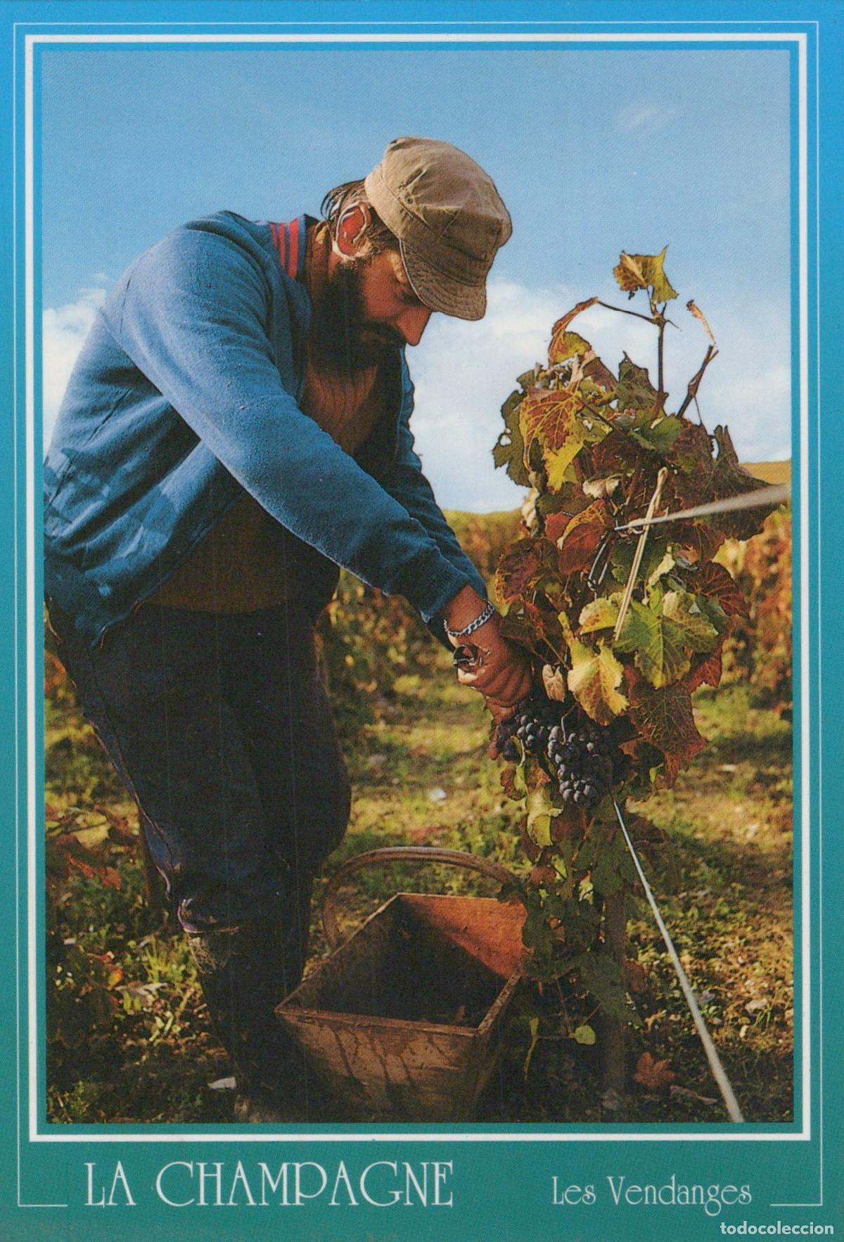 Postales: France Reims Vendanges Homme R&eacute;coltant Raisins Unposted *YAG341