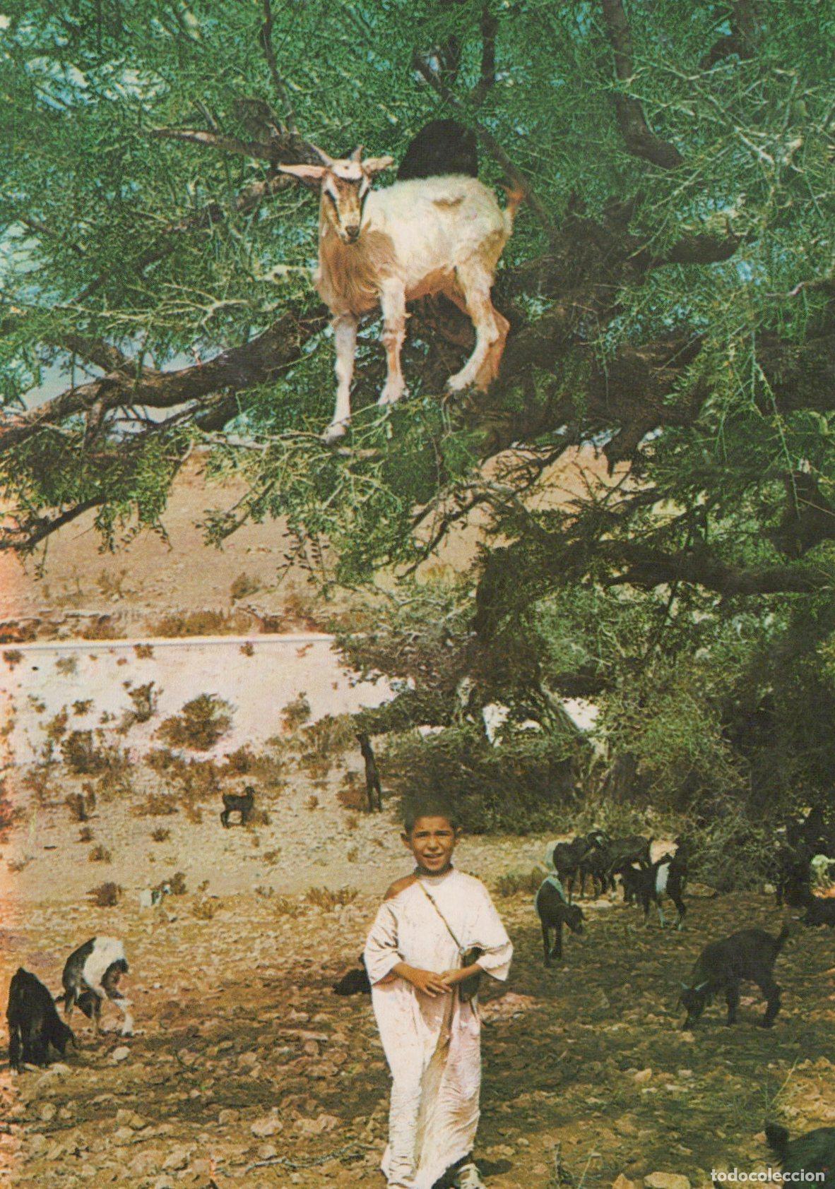 Postales: Morocco Boy With Goats in Argan Tree Typical Moroccan Scene Unposted *YAM090