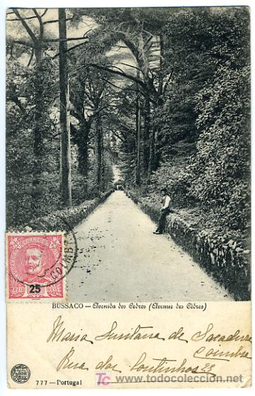 Postais: BUSSACO, PORTUGAL, AVENIDA DOS CEDROS,   P27816
